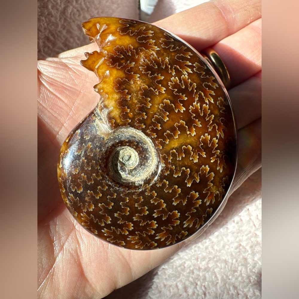Over 400 year old snail 🐌 AMMONITE FOSSIL

3”x 2 x 17mm